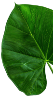 AGEvent